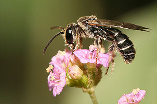 Picture of bee on flower